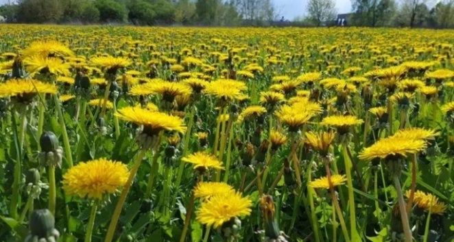 ����� ������ ��������: ����������� � �������� �������� � �� ��������