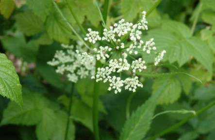 ����������� ������ ������ � ������ �� ������ �������