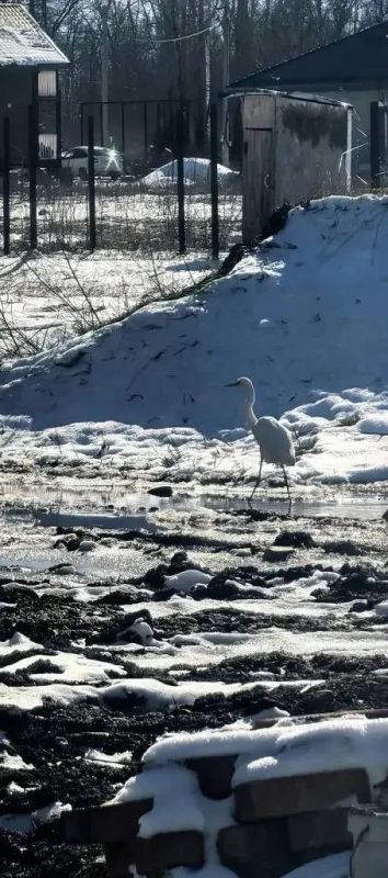 ������ ����� �� ������: ����������� ������� ��������� � ������� ������� ����������� ������