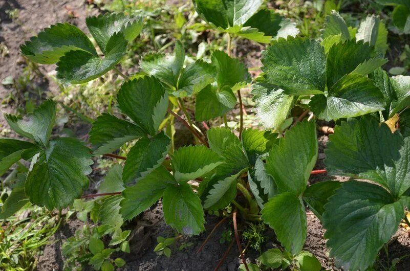 ��� �������� �������� �� ����� �����������: ������ ������ �� �������