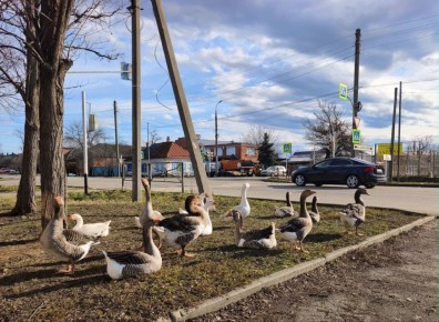 ������ ������ ��������, ��� �� �������