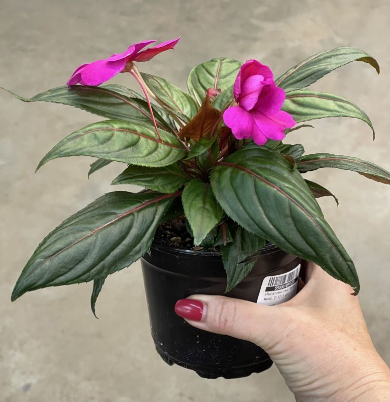 Бальзамин: как вырастить эту яркую звезду домашнего цветоводства