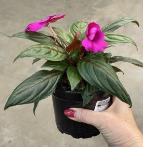 ���������: ��� ��������� ��� ����� ������ ��������� ������������