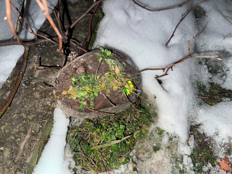 В Майкопе оперативники УНК МВД по Адыгее задержали жителя Дагестана, покушавшегося на сбыт синтетических наркотиков В Майкопе оперативники УНК МВД по Адыгее задержали жителя Дагестана, покушавшегося на сбыт синтетических наркотиков