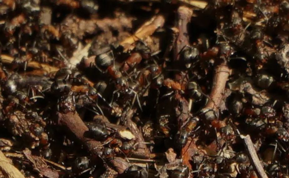 ��� ���������� �� �������� �� �������: ����������� ������ � ������