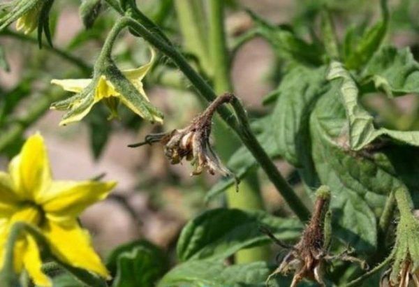 ������� �� �������: ��� ��������� ������ ���������