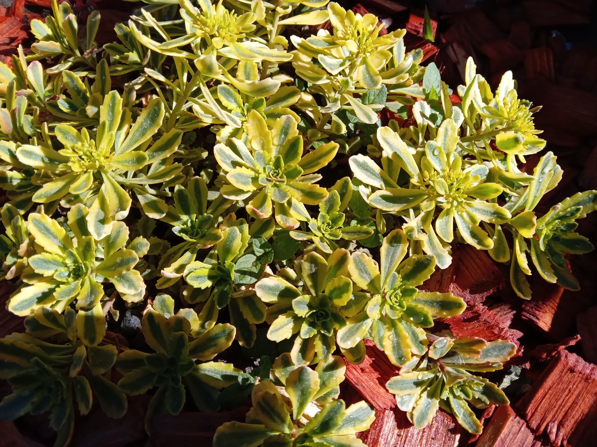 Очарование очитков в саду