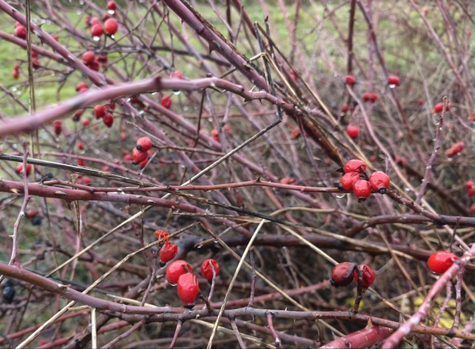 15 февраля в Адыгее облачно, местами дождь
