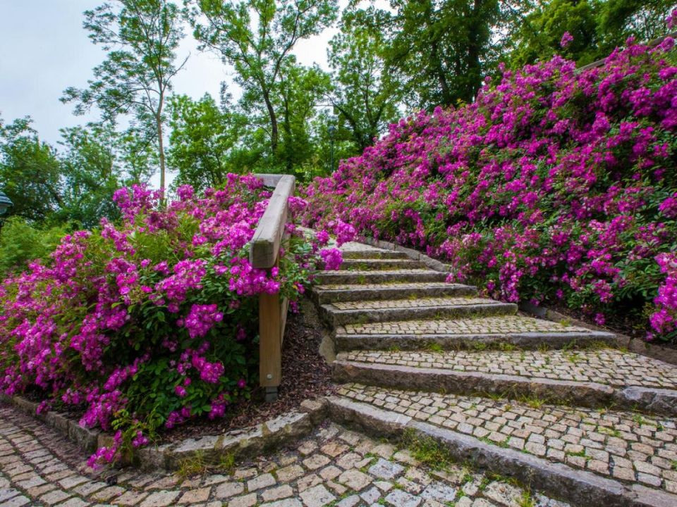 Как создать стильный живой забор: растения для уединения и красоты