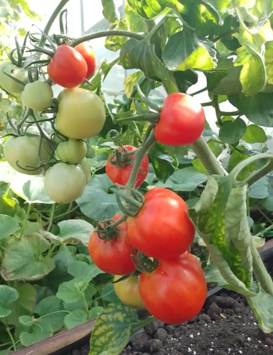 Как выбрать ранние томаты для открытого грунта: советы и лучшие сорта