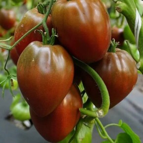 ����� ������ ������ �������: ������������ ��������� ����� � ������� ���