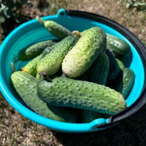 ��� ������ ������ �� ����: ������� �������� �����, ������� ��� ������