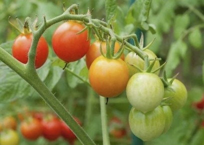 6 правил полива томатов в июле — меньше трещин и слаще вкус