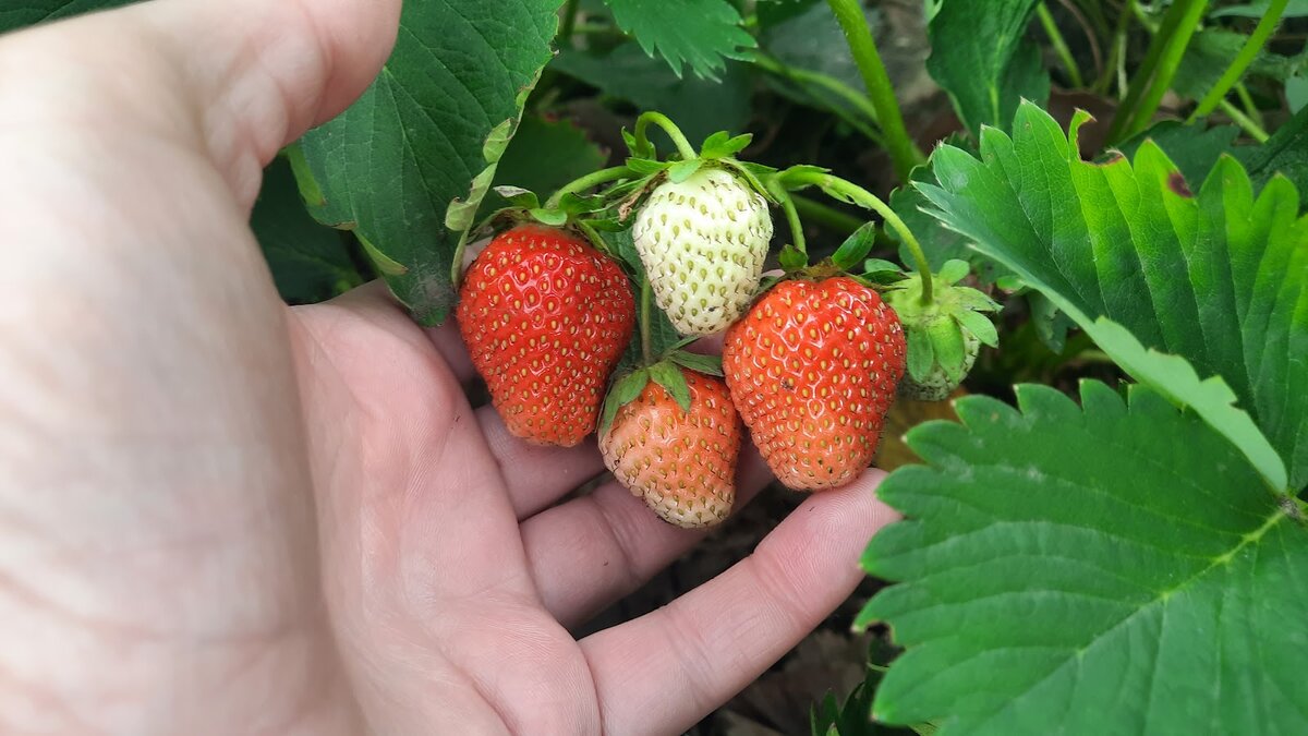 Неожиданное решение: как ошибка мужа увеличила урожай клубники вдвое