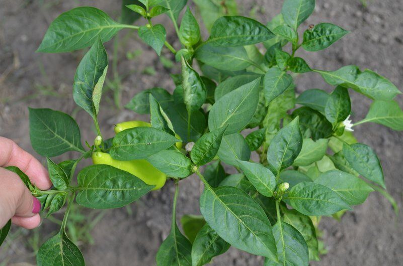 ��� ��������� ����������� ����� � ������� ��� ��������� ������