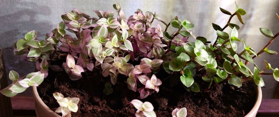 ��� � ������� ��� ���� ����-�������� �������� � ������ ��� �������� ��� ���