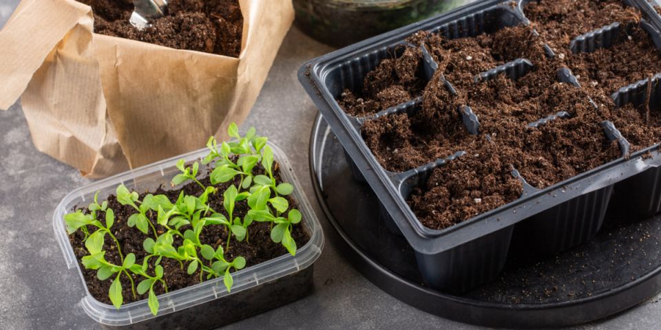 ������� ��������� ������: �����, ������� ����� ����� � ������