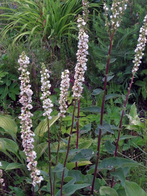 ������� �����: ��������� ������ ��� �������� ����