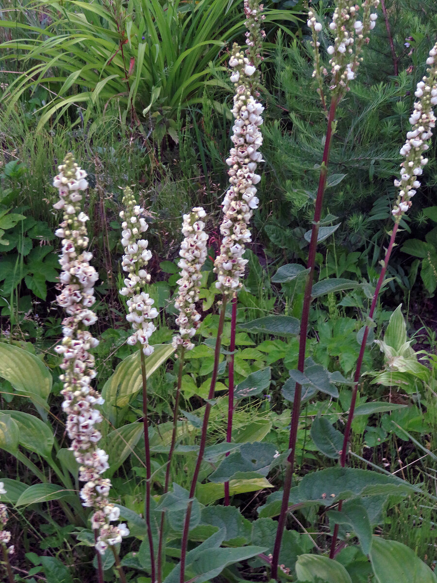 Коровяк белый: идеальный сорняк для ленивого сада