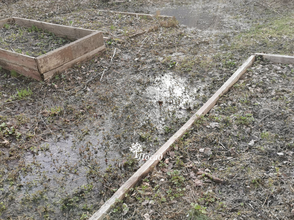 Проверенные методы укрытия роз: секреты от Любови Бумбеевой