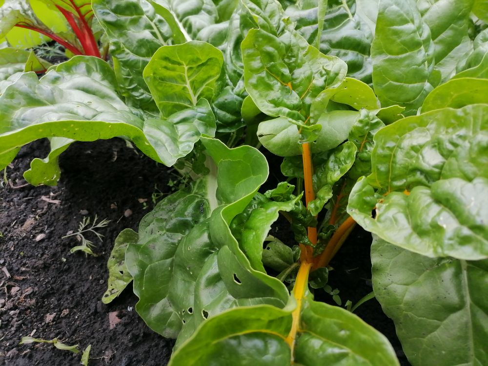 Мангольд: угощение с огорода и яркий акцент на столе