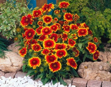 ����� ������� ��� ������ ����: ��� ������� ��������������� ��������