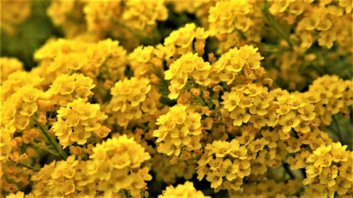 ������������� �����, ������� ������ ����� �������� ���� �����