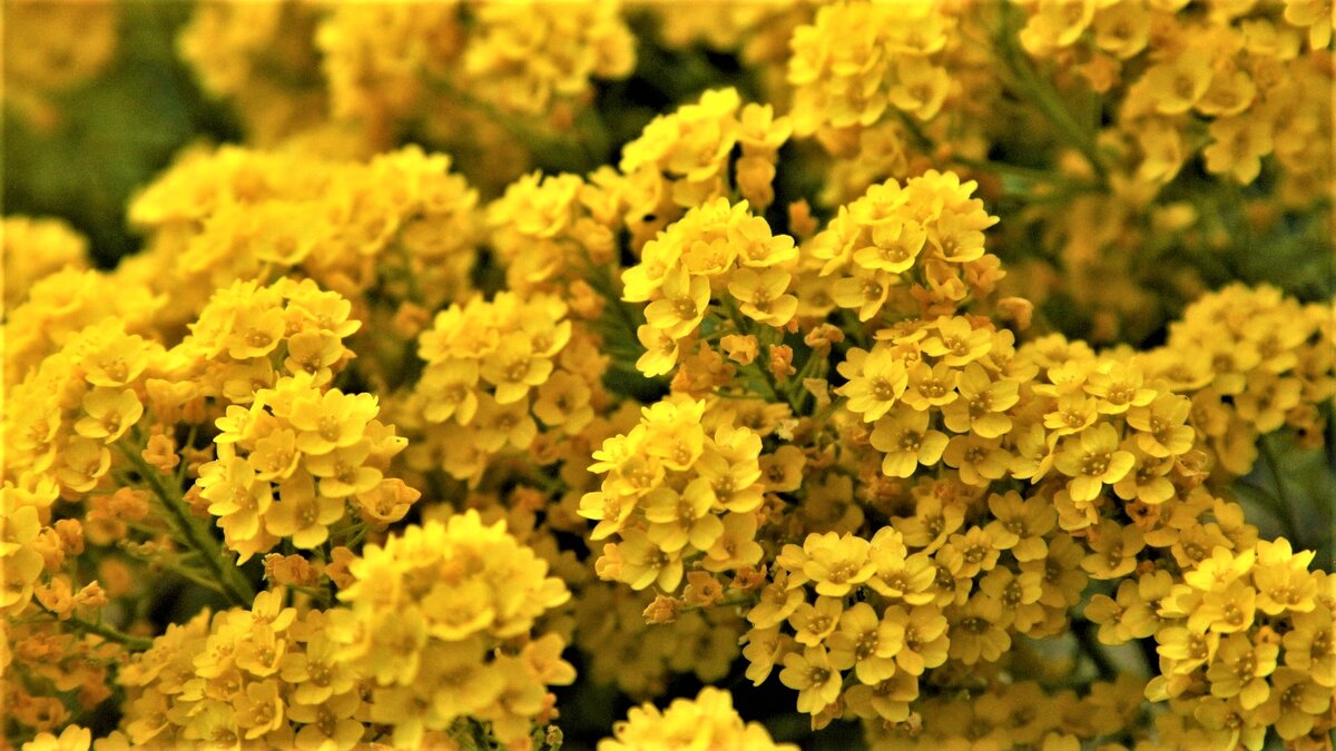 Неприхотливые цветы, которые удивят своей красотой даже зимой