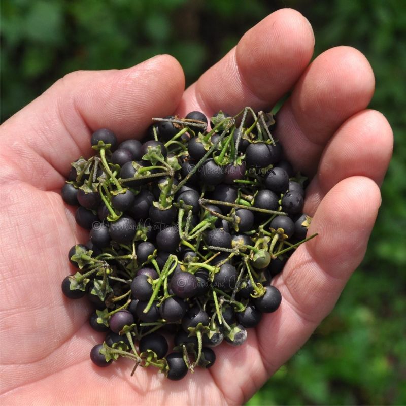 ������� ��������: ��� ������������ ����������� �������� ����������� �����