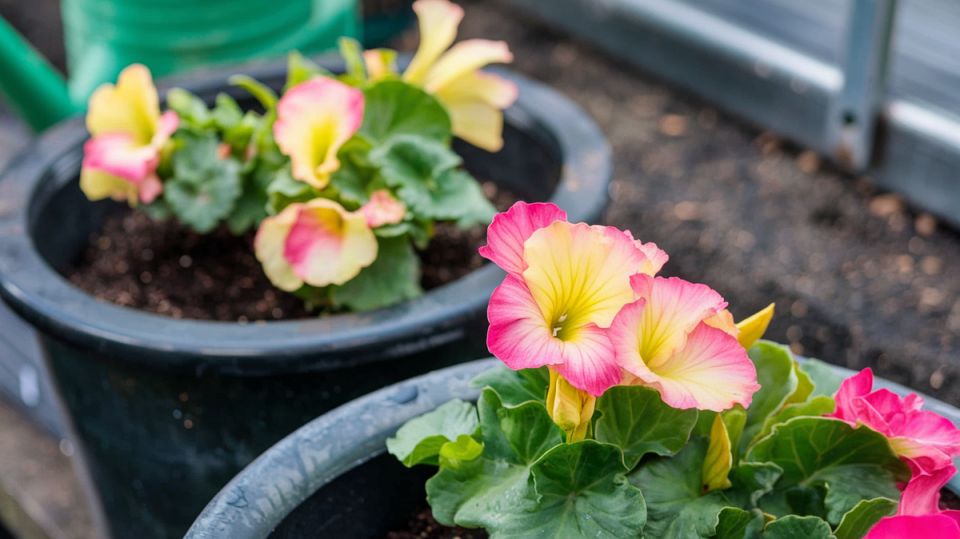 ��� �������� �������� ������� � ���������� �� �������: �������� ������