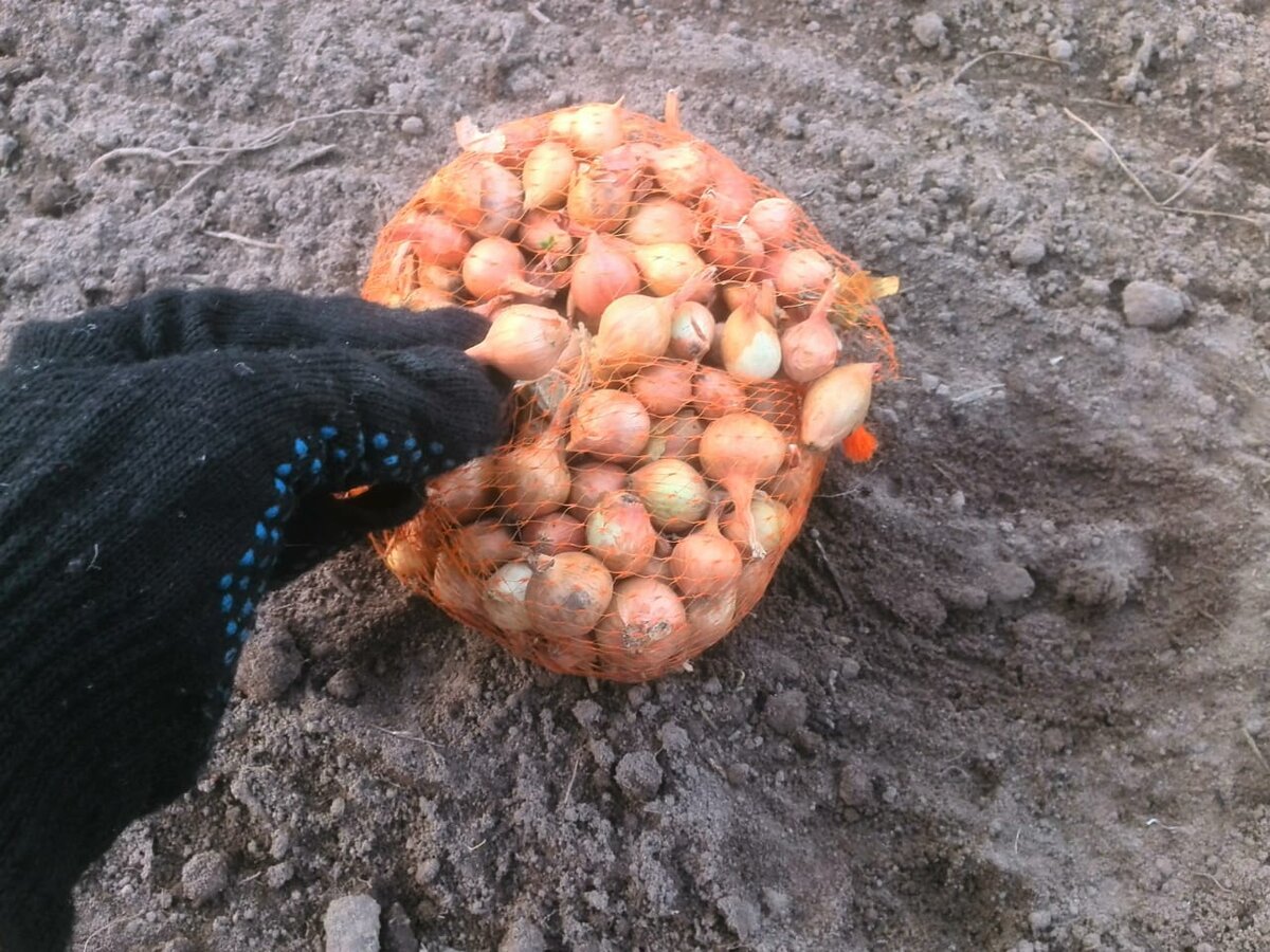 Когда сажать лук под зиму по Лунному календарю