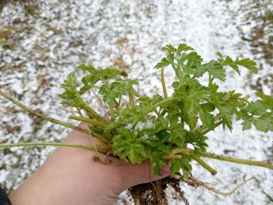 ��� ��������� �������� ���� �����: ������� � ������� �����