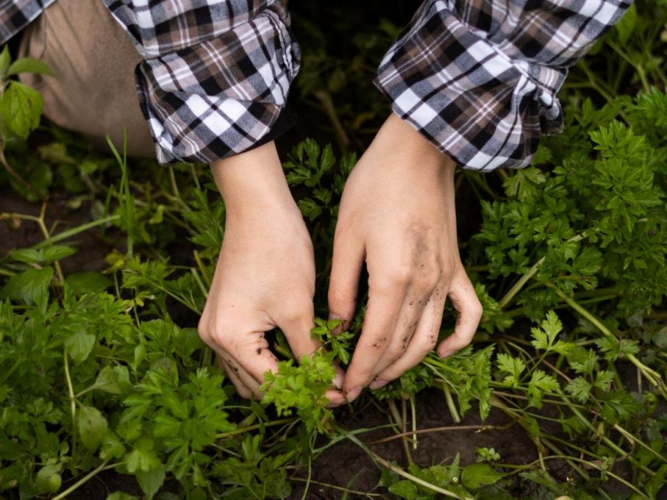 �������: ����� ��� ������ ������ ����?