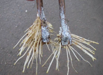 ������� ��������� ���������� ��������: ��� ������� ������� ��� ��������� �����������