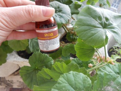 Эффективная подкормка для растений: как йод делает чудеса