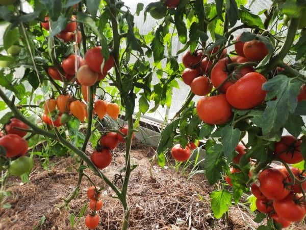 ������: ������� ������ ��� excuse