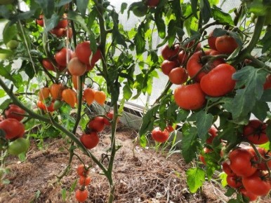 Томаты: секреты успеха без excuse