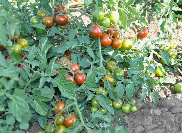 ��� �������� ������ �� ���������: ������������, ������� �� ������ �����������