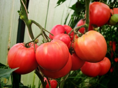 Секреты выносливых томатов, покоривших Урал