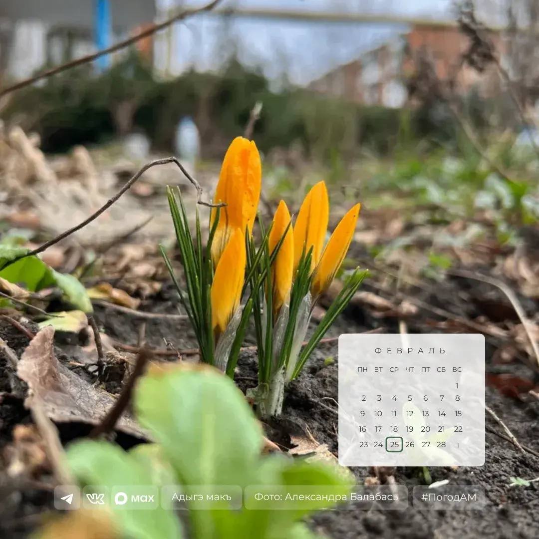 Доброе утро!. 25 февраля в Адыгее переменная облачность, местами ожидается дождь