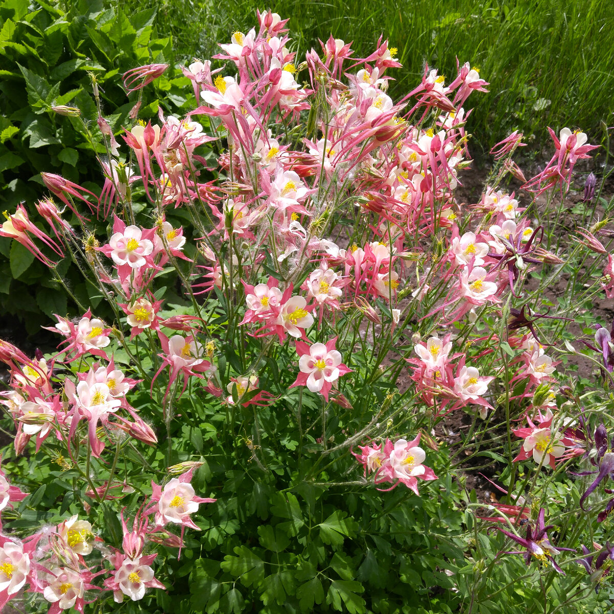 Выращивание аквилии через рассаду: все секреты посева