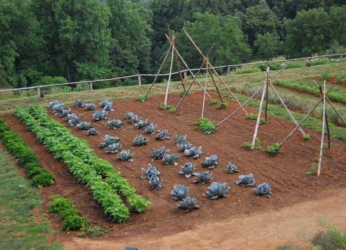Полынь на вашем участке: неожиданные преимущества для садоводов
