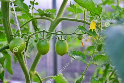 Как добиться высокой завязываемости у помидоров и перцев в теплице