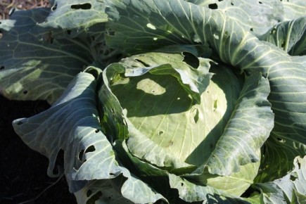 Как правильно сохранить капусту на зимний период