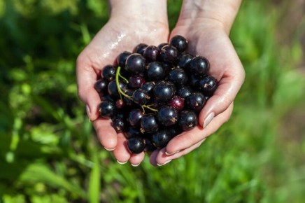 ��� ���� �������� ������ ���������: ������� ��������� ������