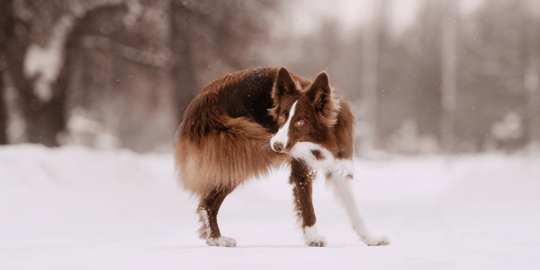 Почему собаки ловят свой хвост: 8 интересных причин