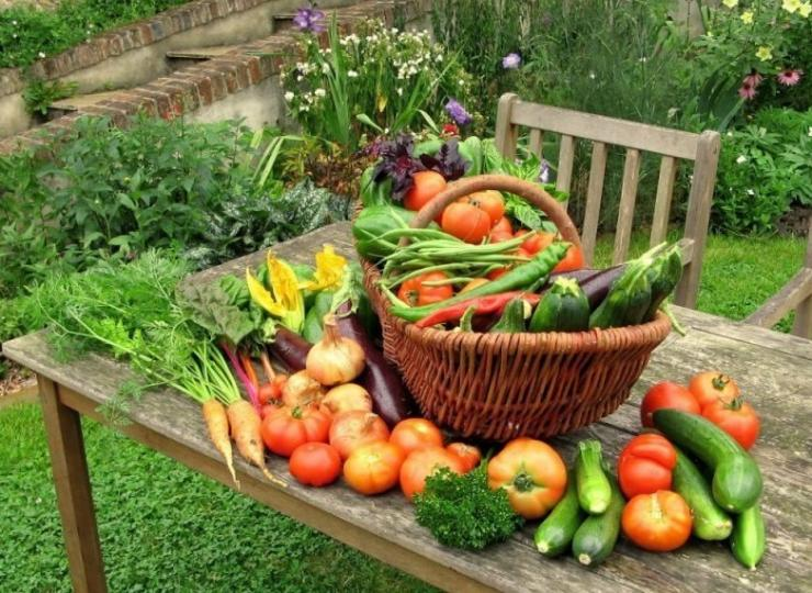 Натуральные микроудобрения: доступные рецепты для садоводов