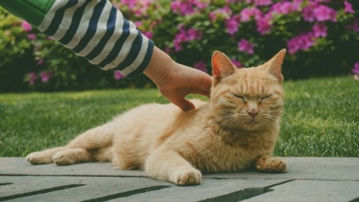 ����������� ��������: ��������� � ���� ������� ��������