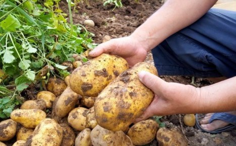 Картофельная удача: секреты сохранения и улучшения сортов