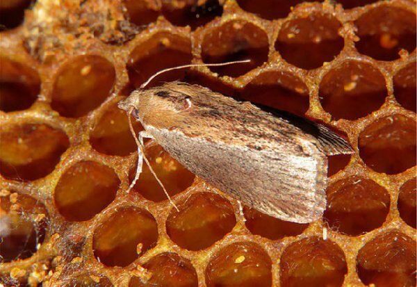 �������� ����: �����, ������ � ���������� � �������� ��������